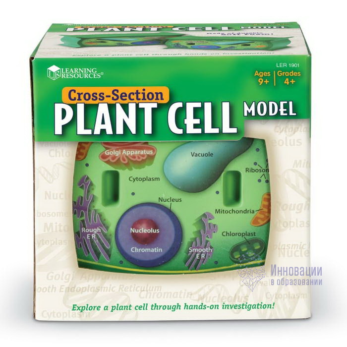 Набор "Растительная клетка в разрезе"