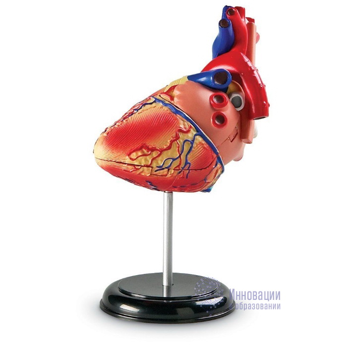 Развивающая игрушка "Анатомия человека. Сердце" (29 элементов)