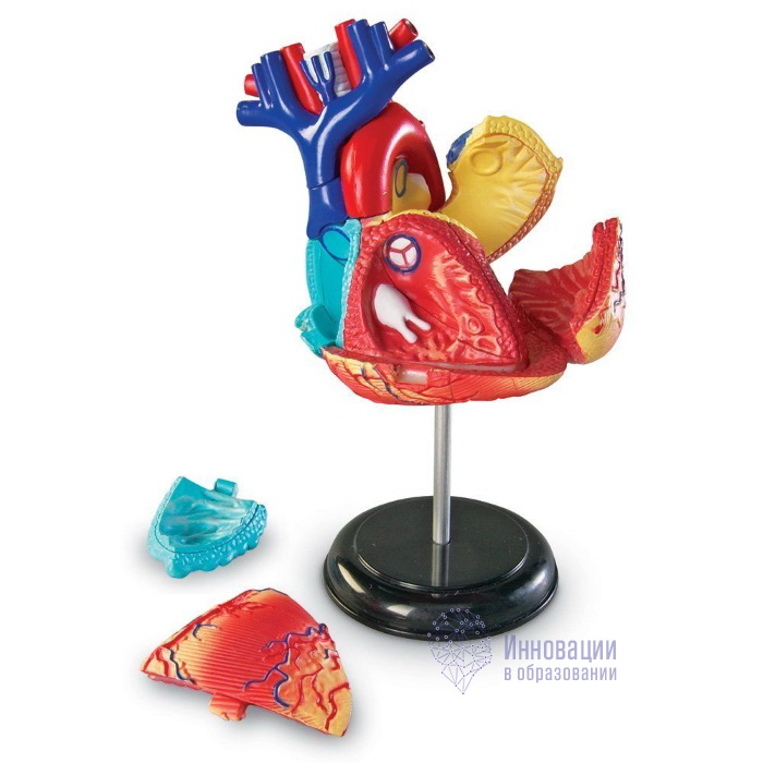 Развивающая игрушка "Анатомия человека. Сердце" (29 элементов)