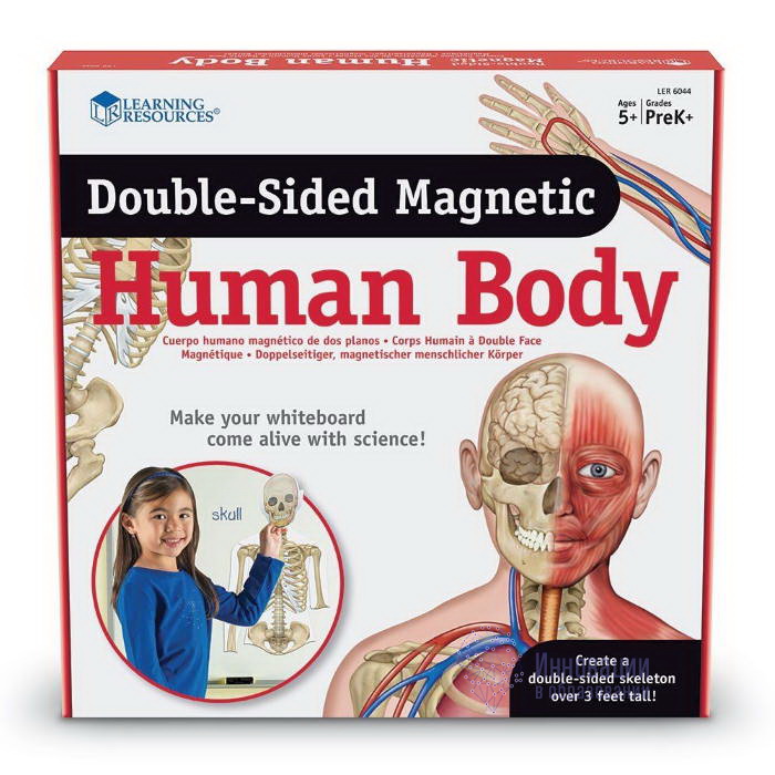 Модель человеческого тела магнитная