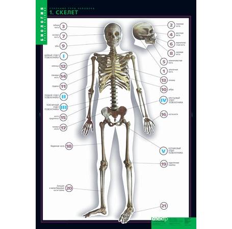Комплект таблиц «Строение тела человека»